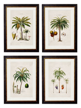 Load image into Gallery viewer, Framed British Studies of South American Palm Trees - Referenced From 1800s French Hand Coloured IllustrationsVintage FrogPictures &amp; Prints
