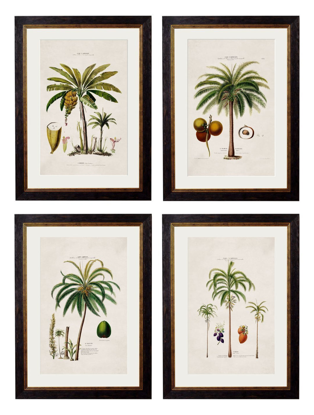 Framed British Studies of South American Palm Trees - Referenced From 1800s French Hand Coloured IllustrationsVintage FrogPictures & Prints