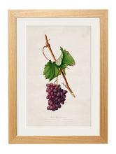 Load image into Gallery viewer, Framed Collection of Botanical Grapes - Referenced From 1800s French PrintsVintage FrogPictures &amp; Prints
