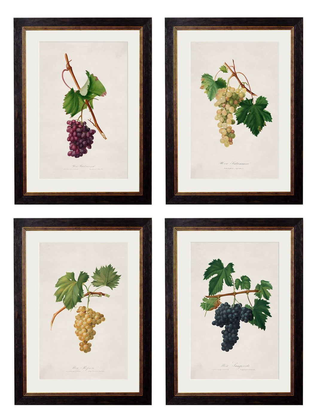 Framed Collection of Botanical Grapes - Referenced From 1800s French PrintsVintage FrogPictures & Prints