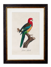 Load image into Gallery viewer, Framed Collection of Parrot Prints - Referenced from French 1800s Hand-Coloured PrintsVintage FrogPictures &amp; Prints
