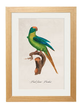 Load image into Gallery viewer, Framed Collection of Parrot Prints - Referenced from French 1800s Hand-Coloured PrintsVintage FrogPictures &amp; Prints
