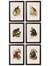 Load image into Gallery viewer, Framed Collection of Primates Prints - Referenced From 1910 IllustrationsVintage Frog T/APictures &amp; Prints
