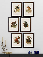 Load image into Gallery viewer, Framed Collection of Primates Prints - Referenced From 1910 IllustrationsVintage Frog T/APictures &amp; Prints
