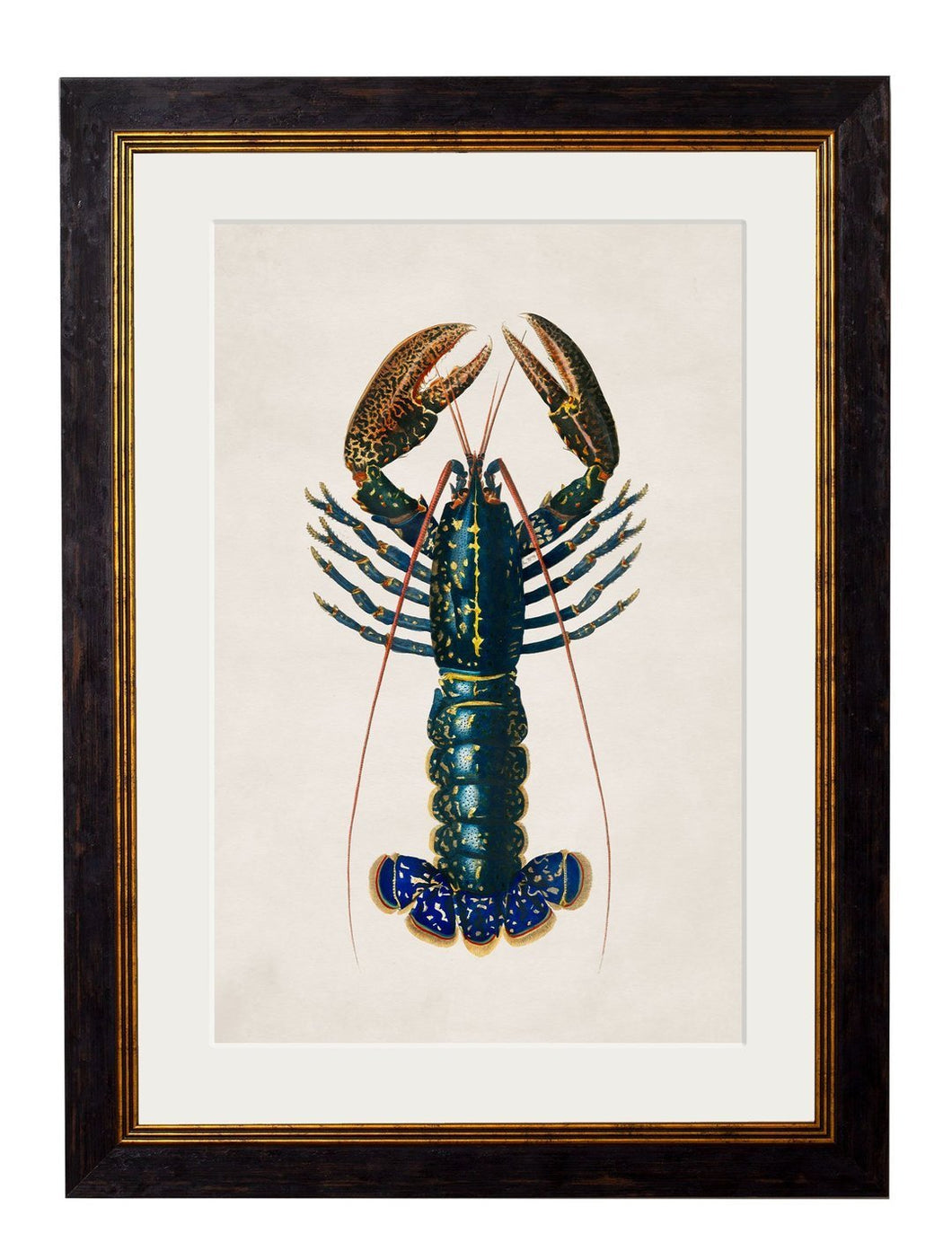 Framed Crimson Crawfish Print - Referenced from a French 1800s Hand-Coloured PrintVintage FrogPictures & Prints