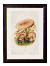 Load image into Gallery viewer, Framed Edible Mushroom Prints - Referenced From 1913 IllustrationsVintage Frog T/APictures &amp; Prints
