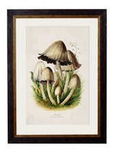 Load image into Gallery viewer, Framed Edible Mushroom Prints - Referenced From 1913 IllustrationsVintage Frog T/APictures &amp; Prints
