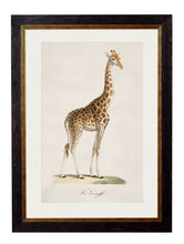 Load image into Gallery viewer, Framed Giraffe Print - Referenced from an 1800s French IllustrationVintage FrogPictures &amp; Prints
