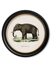 Load image into Gallery viewer, Framed Indian Elephant Print - Referenced from an 1800s Hand-Coloured PrintVintage FrogPictures &amp; Prints
