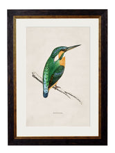 Load image into Gallery viewer, Framed Kingfisher Print - Referenced From An 1800s British Natural History IllustrationVintage FrogPictures &amp; Prints

