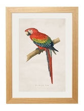 Load image into Gallery viewer, Framed Macaw Prints - Referenced From Illustrations of WT Greene From The Early 1800sVintage FrogPictures &amp; Prints
