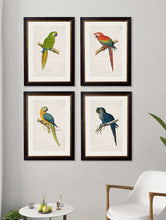 Load image into Gallery viewer, Framed Macaw Prints - Referenced From Illustrations of WT Greene From The Early 1800sVintage FrogPictures &amp; Prints
