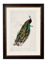 Load image into Gallery viewer, Framed Peacock Print - British Natural History IllustrationVintage FrogPictures &amp; Prints
