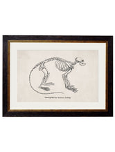 Load image into Gallery viewer, Framed Studies of Anatomical Skeletons - Referenced From Collections of Skeleton Engravings From the 1800sVintage FrogPictures &amp; Prints
