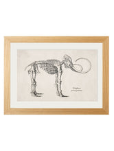 Load image into Gallery viewer, Framed Studies of Anatomical Skeletons - Referenced From Collections of Skeleton Engravings From the 1800sVintage FrogPictures &amp; Prints
