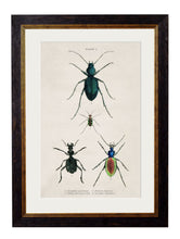 Load image into Gallery viewer, Framed Studies of Beetles - Referenced From The Work of an 1800s NaturalistVintage FrogPictures &amp; Prints
