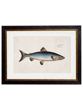 Load image into Gallery viewer, Framed Studies of Salmon Prints - Referenced From Beautiful French 1700s PrintsVintage FrogPictures &amp; Prints
