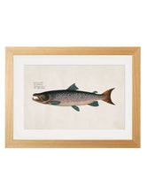 Load image into Gallery viewer, Framed Studies of Salmon Prints - Referenced From Beautiful French 1700s PrintsVintage FrogPictures &amp; Prints
