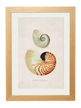 Load image into Gallery viewer, Framed Studies of Shells Prints - Referenced From Beautifully Illustrated Nautilus Sea ShellsVintage FrogPictures &amp; Prints
