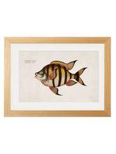 Load image into Gallery viewer, Framed Studies of Tropical Fish - Referenced From Beautiful French 1800s PrintsVintage FrogPictures &amp; Prints
