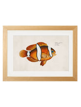 Load image into Gallery viewer, Framed Studies of Tropical Fish - Referenced From Beautiful French 1800s PrintsVintage FrogPictures &amp; Prints
