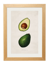 Load image into Gallery viewer, Framed Study Of Avocados Print - Referenced From Watercolour Paintings of American Pomological StudiesVintage FrogPictures &amp; Prints
