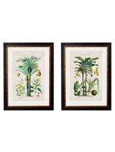 Load image into Gallery viewer, Framed Tropical Plants Used As Food And Clothing Prints - Referenced From Hand Coloured 1800s PrintsVintage FrogPictures &amp; Prints
