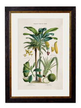 Load image into Gallery viewer, Framed Tropical Plants Used As Food And Clothing Prints - Referenced From Hand Coloured 1800s PrintsVintage FrogPictures &amp; Prints
