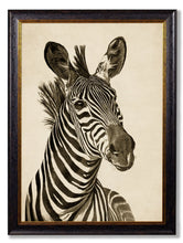 Load image into Gallery viewer, Framed Zebra Illustrations - Referenced From 1900s PrintsVintage Frog T/APictures &amp; Prints
