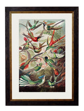 Load image into Gallery viewer, Haeckel Hummingbirds Print - Referenced From Ernst Haeckels Kunstformen der Natur (1904)Vintage Frog T/APictures &amp; Prints
