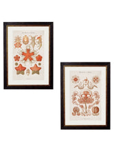Load image into Gallery viewer, Haeckel Marine Prints - Referenced From Starfish and Jellyfish by Ernst HaeckelVintage Frog T/APictures &amp; Prints
