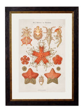 Load image into Gallery viewer, Haeckel Marine Prints - Referenced From Starfish and Jellyfish by Ernst HaeckelVintage Frog T/APictures &amp; Prints
