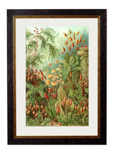 Load image into Gallery viewer, Haeckel Mosses Print - Referenced From Ernst Haeckels Kunstformen der Natur (1904)Vintage Frog T/APictures &amp; Prints
