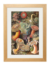 Load image into Gallery viewer, Haeckel Sea Anemone Print - Referenced From Ernst Haeckels Kunstformen der Natur (1904)Vintage Frog T/APictures &amp; Prints
