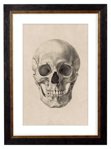 Human Skull Facing Forward - Antique Drawing Artwork Print. Framed Wall Art PictureVintage Frog T/APictures & Prints
