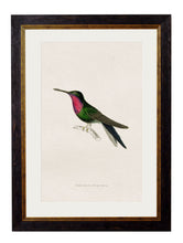 Load image into Gallery viewer, Hummingbirds Circa 1833 Prints - Referenced From The Work Of Sir William JardineVintage Frog T/APictures &amp; Prints
