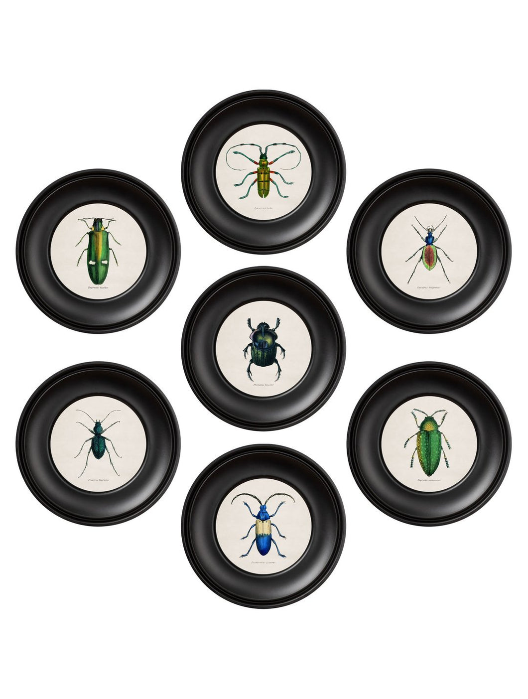 Mini Round Framed Collection of Beetle Prints - Referenced From 1835 IllustrationsVintage Frog T/APictures & Prints