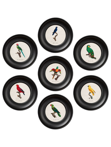 Mini Round Framed Collection of Parrot Prints - Referenced From 1800s IllustrationsVintage Frog T/APictures & Prints