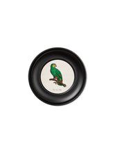 Load image into Gallery viewer, Mini Round Framed Collection of Parrot Prints - Referenced From 1800s IllustrationsVintage Frog T/APictures &amp; Prints

