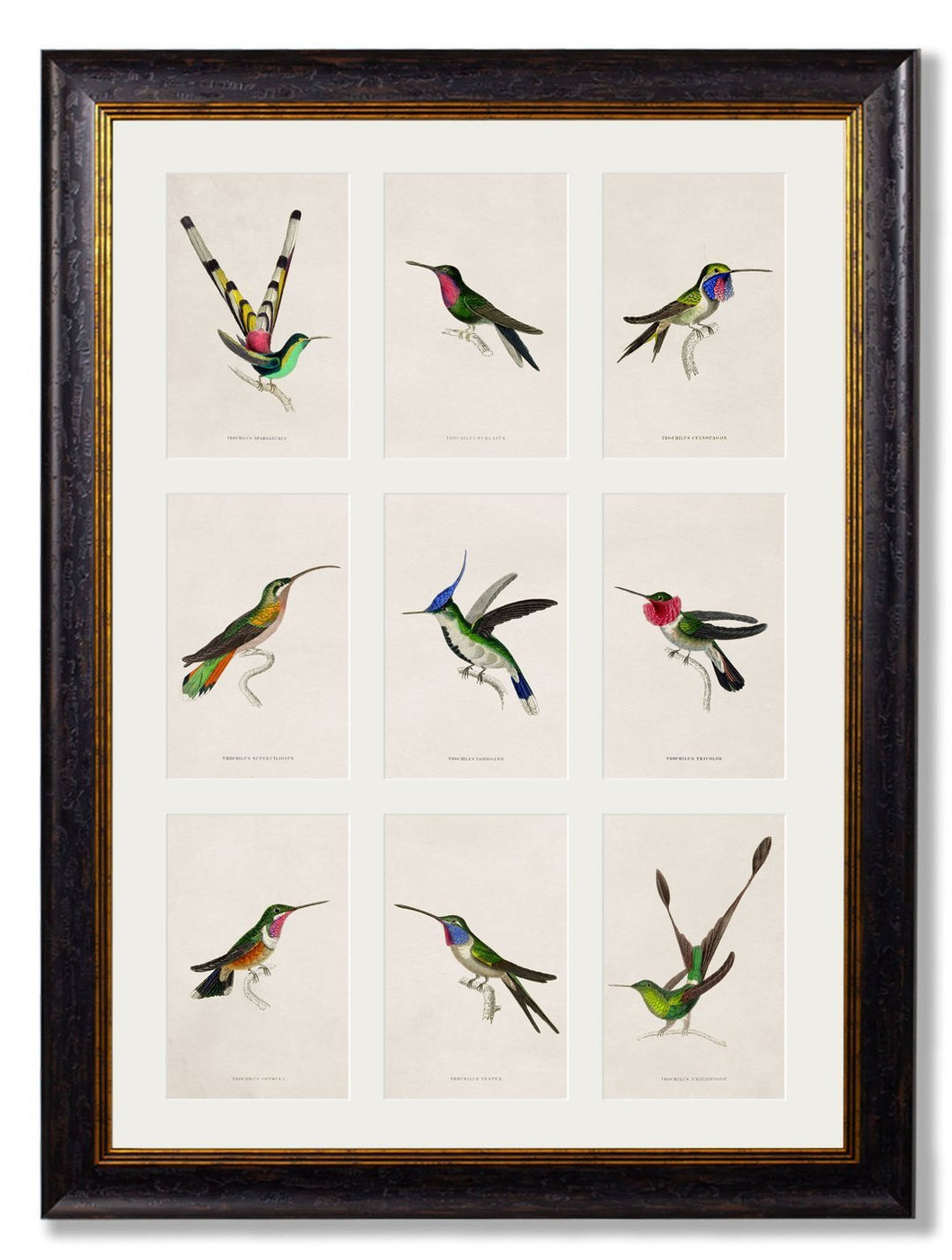 Multi Image of Hummingbird Prints - Referenced From 1800's IllustrationsVintage Frog T/APictures & Prints