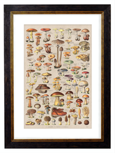 Load image into Gallery viewer, Mushrooms, Classic Vintage Mushroom Illustrated Chart by Adolphe Millot - 1900s Artwork Print. Framed Wall Art PictureVintage Frog T/APictures &amp; Prints
