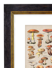 Load image into Gallery viewer, Mushrooms, Classic Vintage Mushroom Illustrated Chart by Adolphe Millot - 1900s Artwork Print. Framed Wall Art PictureVintage Frog T/APictures &amp; Prints
