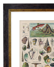 Load image into Gallery viewer, Nautical Creatures, Classic Vintage Sea Creatures Illustrated Chart by Adolphe Millot - 1900s Artwork Print. Framed Wall Art PictureVintage Frog T/APictures &amp; Prints
