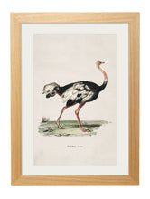 Load image into Gallery viewer, Ostrich Print - Referenced From an 1846 IllustrationVintage Frog T/APictures &amp; Prints

