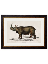 Load image into Gallery viewer, Rhino &amp; Hippo - Referenced From 1846 IllustrationsVintage Frog T/APictures &amp; Prints
