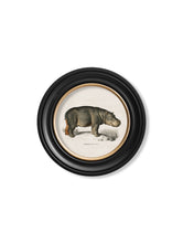 Load image into Gallery viewer, Rhino &amp; Hippo - Round Frames - Referenced From 1846 IllustrationsVintage Frog T/APictures &amp; Prints
