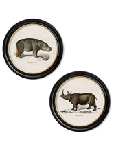 Load image into Gallery viewer, Rhino &amp; Hippo - Round Frames - Referenced From 1846 IllustrationsVintage Frog T/APictures &amp; Prints
