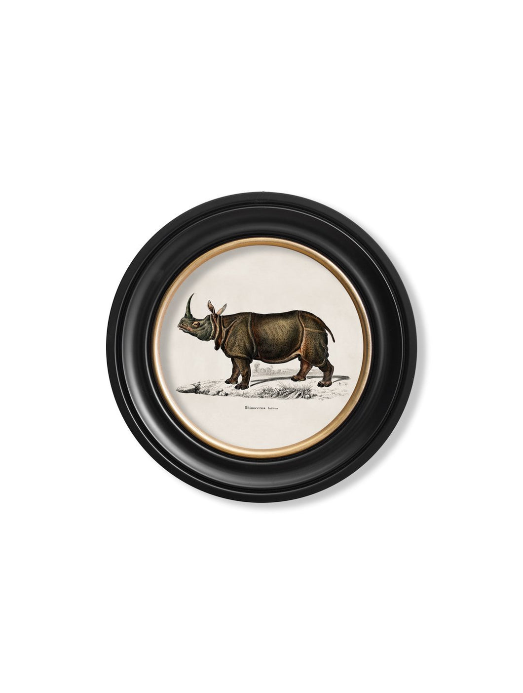Rhino & Hippo - Round Frames - Referenced From 1846 IllustrationsVintage Frog T/APictures & Prints