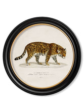 Load image into Gallery viewer, Round Framed 1836 Jaguar Print - Referenced from an 1800s Hand-Coloured PrintVintage FrogPictures &amp; Prints
