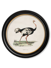 Load image into Gallery viewer, Round Framed 1846 Ostrich Print - Referenced from an 1800s Hand-Coloured PrintVintage Frog T/APictures &amp; Prints
